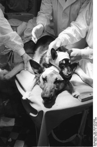 Última perro trasplantado por Demikhov en 1959. Wikimedia Commons